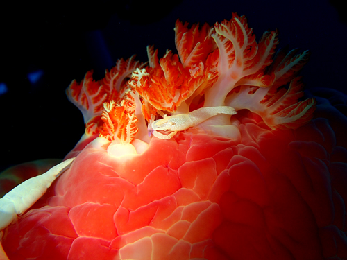 ウミウシカクレエビ