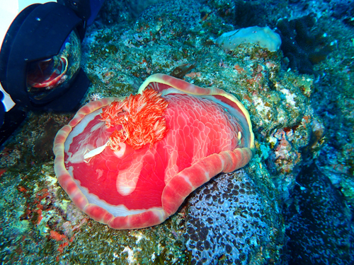 ミカドウミウシ