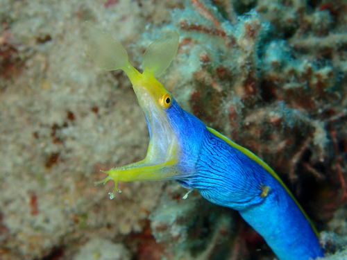 ハナヒゲウツボ