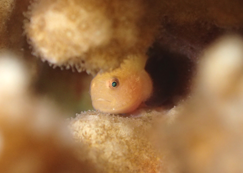 パンダダルマハゼ