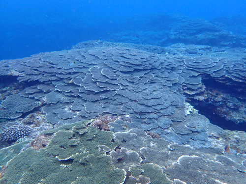クシハダミドリイシの群生