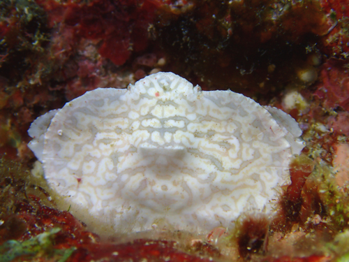 ヒメメンコヒシガニ