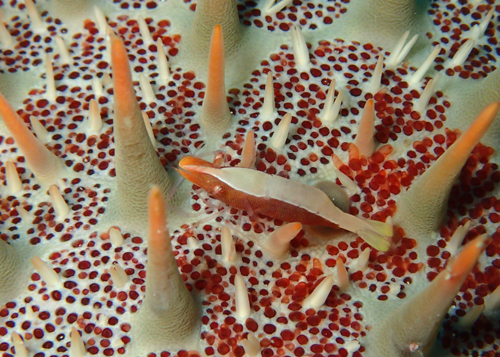 ヒトデヤドリエビ