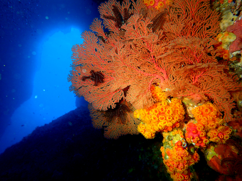 リュウキュウイソバナ