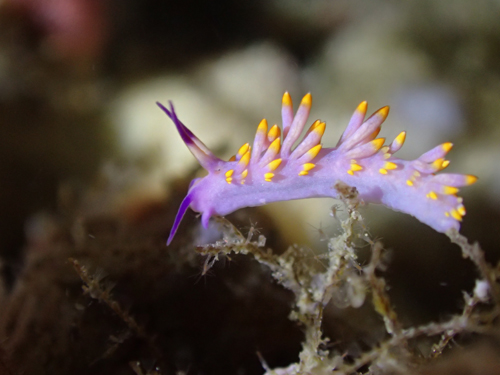 ミチヨミノウミウシ