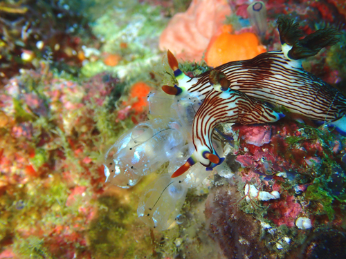 クロスジリュウグウウミウシ