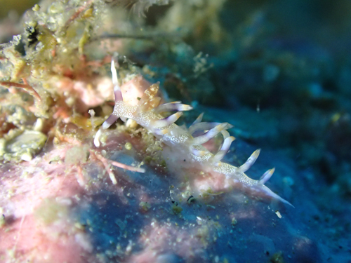 ハクテンミノウミウシ