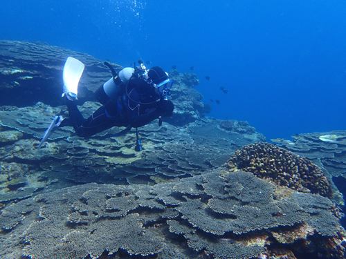 クシハダミドリイシの群生とゲストさん
