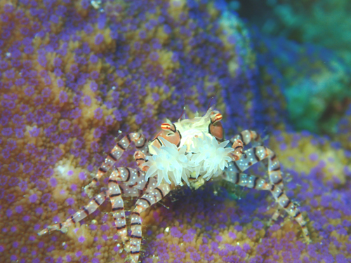 キンチャクガニ