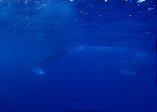 ホエールスイム