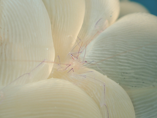 バブルコーラルシュリンプ