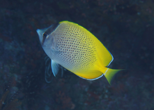 コクテンカタギ