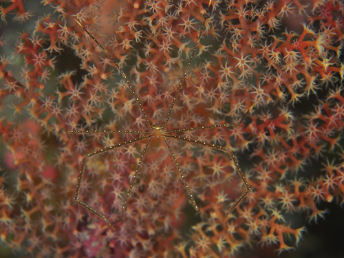 ホシゾラワラエビ