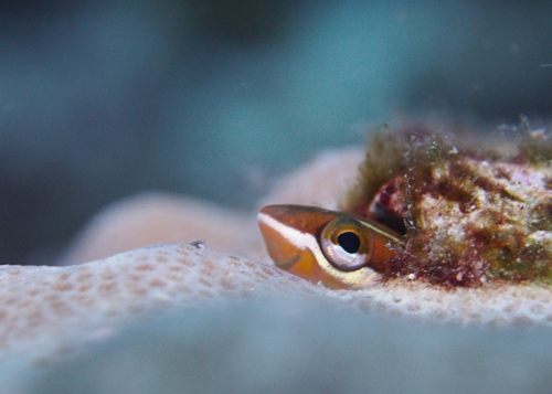 テンクロスジギンポ