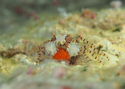 キンチャクガニ