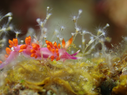 OLYMPUS DIGITAL CAMERA