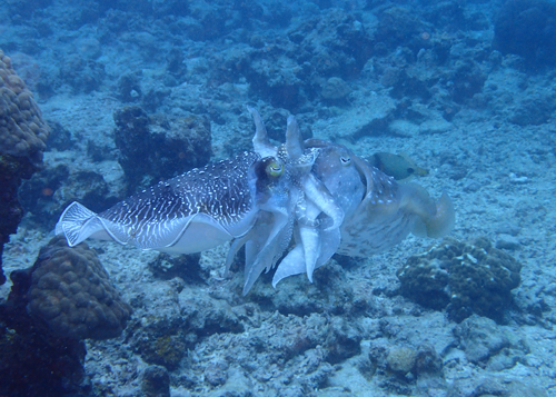 OLYMPUS DIGITAL CAMERA