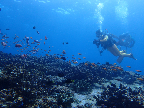 OLYMPUS DIGITAL CAMERA