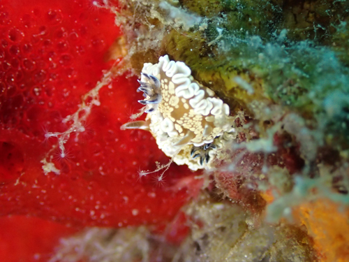 OLYMPUS DIGITAL CAMERA