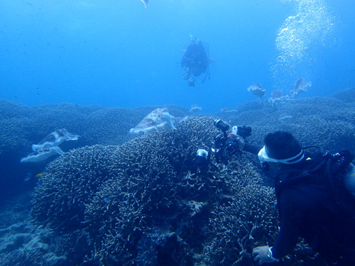 OLYMPUS DIGITAL CAMERA