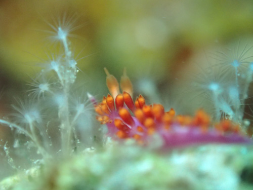 OLYMPUS DIGITAL CAMERA