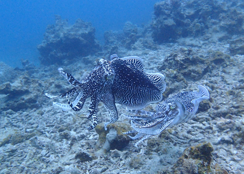 OLYMPUS DIGITAL CAMERA