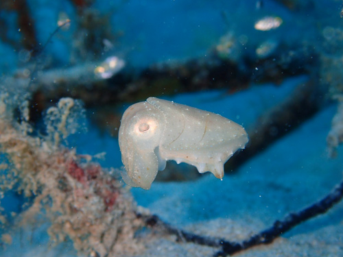 OLYMPUS DIGITAL CAMERA