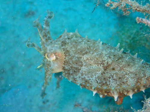 OLYMPUS DIGITAL CAMERA