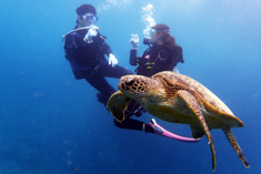 奄美体験ダイビングウミガメと泳ごう