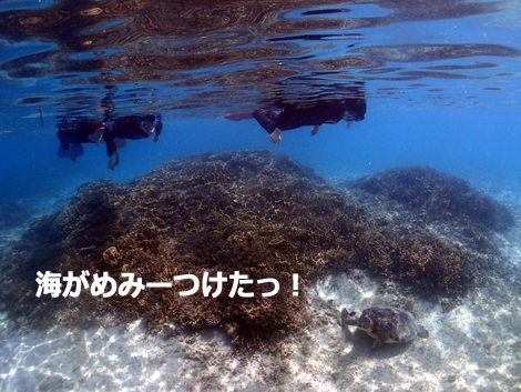 奄美大島でウミガメスイム。ウミガメがいた～。