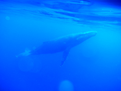奄美ホエールスイム　初クジラでフレンドリースイム！