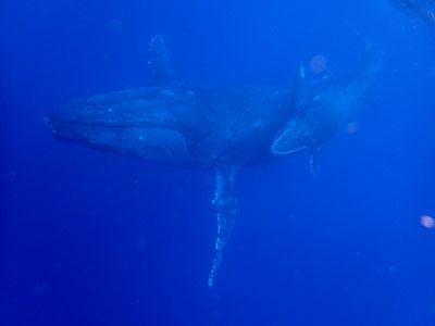 奄美ホエールスイム＆ウォッチング　親子クジラをロスト後の再開！！