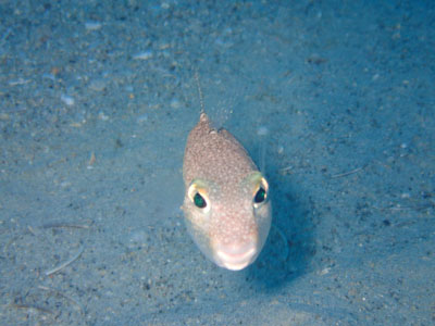 奄美ダイビング 威嚇も可愛いアマミホシゾラフグ 奄美大島ダイビングサービス Dive Species Amami