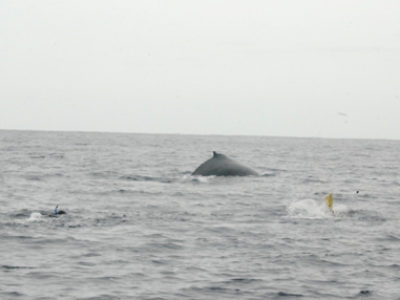 奄美ホエールスイム＆ホエールウォッチング　クジラが・・・・・。