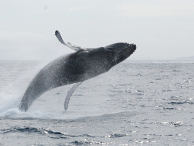 奄美ホエールスイム＆ウォッチング　今日は長めのまったりクジラ！！