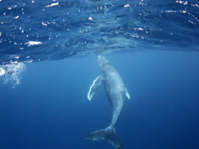 奄美ホエールスイム　今日は止まっているクジラに！！