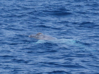 奄美大島ホエールスイム　白鯨！！