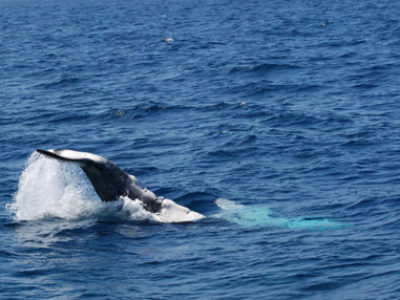 奄美大島ホエールスイム　遊び好きな子クジラ！！