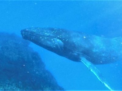奄美ホエールスイム　クジラの頭数が一気に・・・。