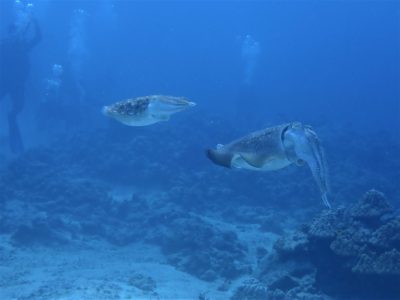 奄美大島ダイビング　コブシメも♪