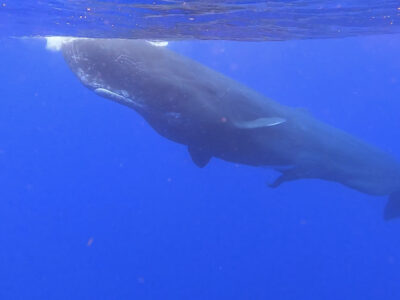 奄美ホエールスイム　2日間最高のクジラ