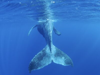 奄美大島ホエールスイム＆ウォッチング　良いクジラに当たるんです。