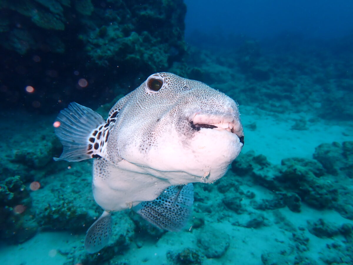 奄美ダイビング　山本君♪