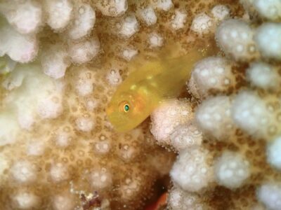 奄美ダイビング　黄色のダルマハゼsp