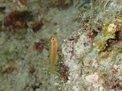 奄美大島ダイビング　ヒメニラミベニハゼゲット！！