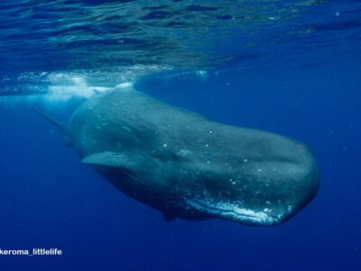 奄美マッコウクジラスイム　マッコウに会えました☆