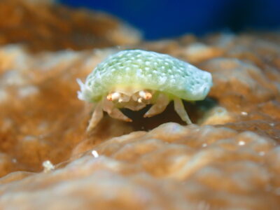 奄美ダイビング　薄い帽子の♪