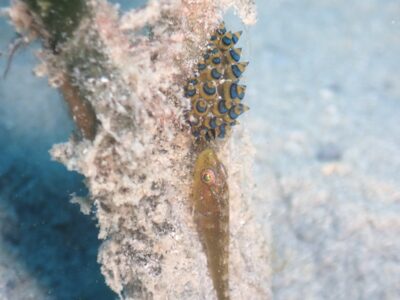 奄美ダイビング　いいコラボ！！