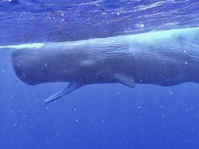 奄美マッコウクジラスイム　良きスイム♪