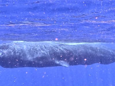 奄美大島マッコウクジラスイム　本日も♪